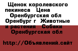 Щенок королевского пекинеса › Цена ­ 4 000 - Оренбургская обл., Оренбург г. Животные и растения » Собаки   . Оренбургская обл.